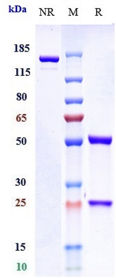  - Anti-Abm Reference Antibody ( IgG4+Kappa Isotype Control) APR10764