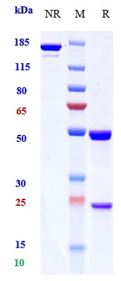  - Anti-ERBB1 / EGFR / HER1 Reference Antibody (Regeneron patent anti-EGFR) APR10896