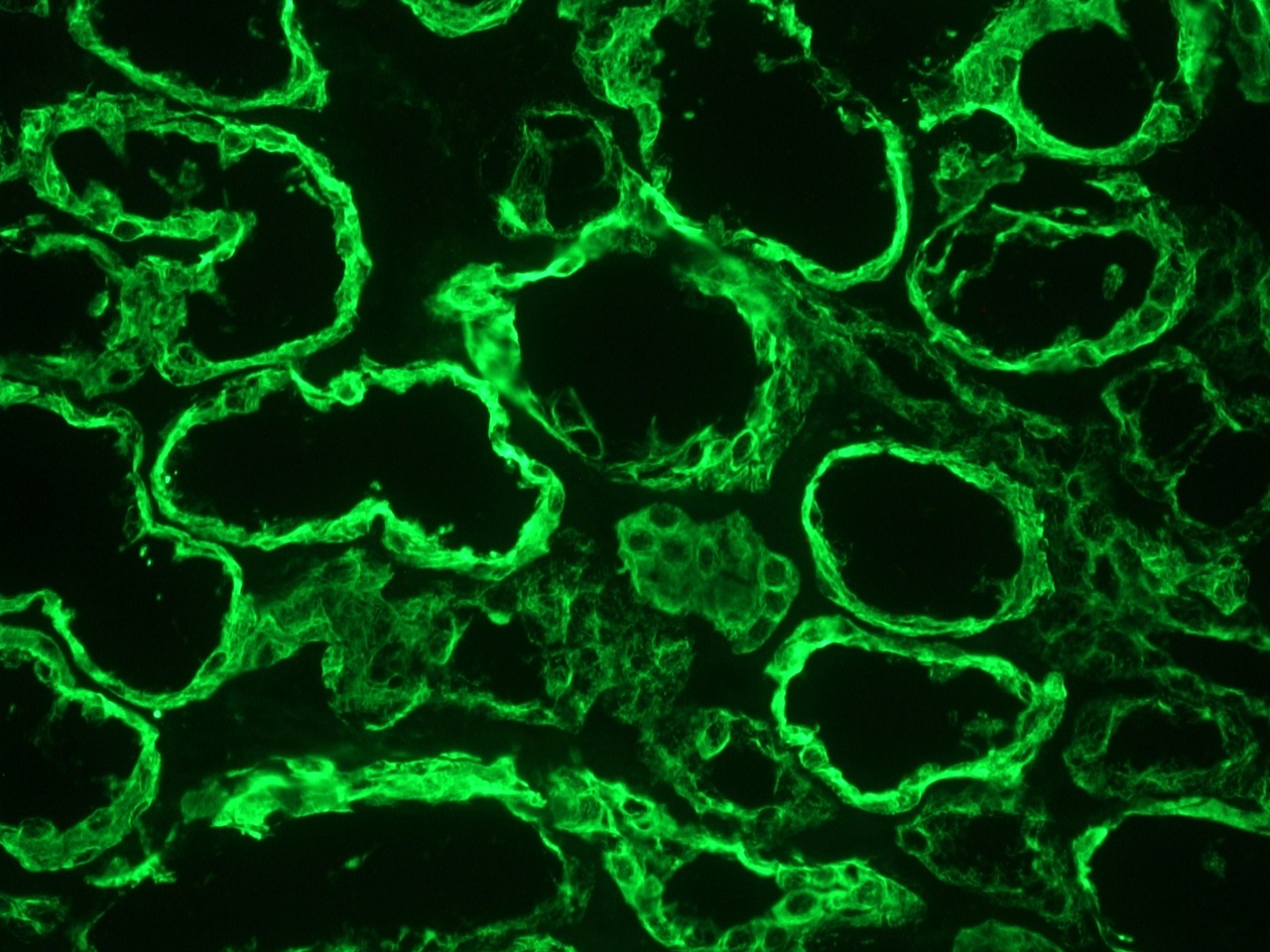 Figure 1. MUB0326P Immunohistochemistry on frozen section of human kidney epithelium.