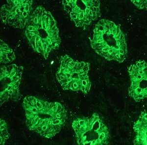 Figure 2. MUB0326P  immunohistochemistry on frozen section of human colon.