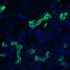 Figure 1. MUB0329P immunohistochemistry on frozen section of human liver bile duct epithelium.