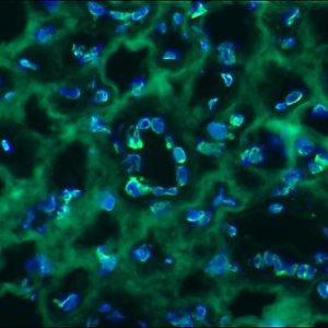 Figure 1. MUB1104P immunohistochemistry on frozen sections of human kidney showing nuclear lamina staining in the ductal epithelium.