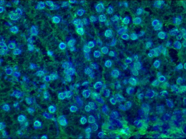 Figure 2.  Immunohistochemistry on frozen sections of swine liver showing nuclear lamina staining in hepatocytes.