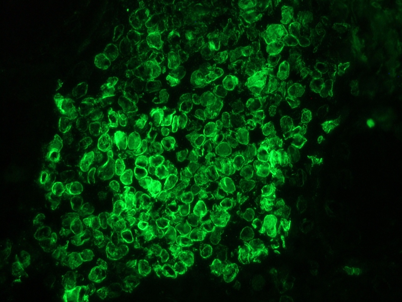 Figure 3. Immunohistochemistry on frozen sections of human kidney showing nuclear lamina staining in epithelial and connective tissue cells.