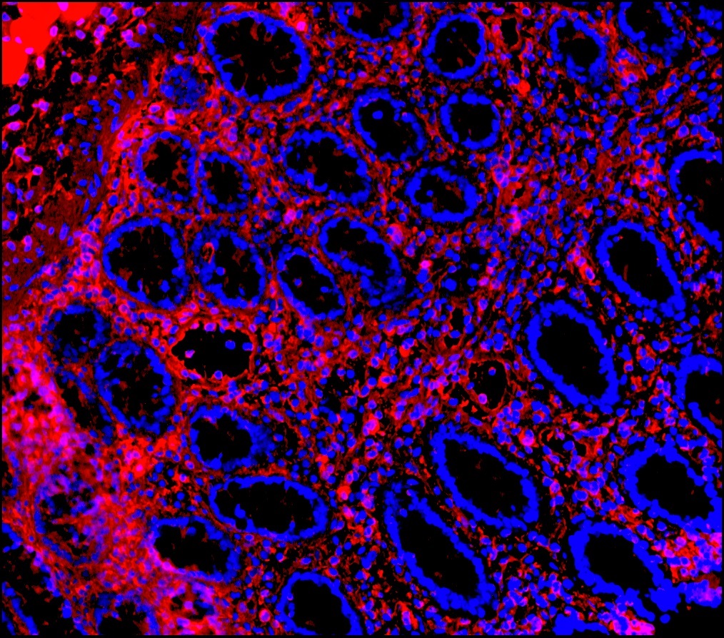 Figure 3. Immunohistochemistry on frozen section of swine colon showing positive staining in connective tissue cells and no reactivity in epithelial cells. Nuclear staining with DAPI.