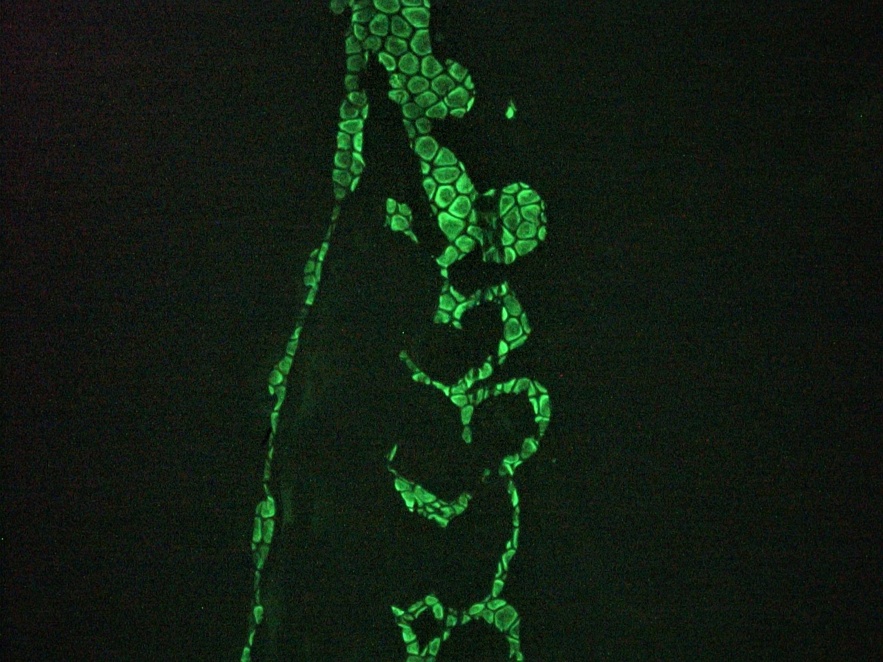 Figure 6. Immunohistochemistry on frozen section of zebra fish embryo.