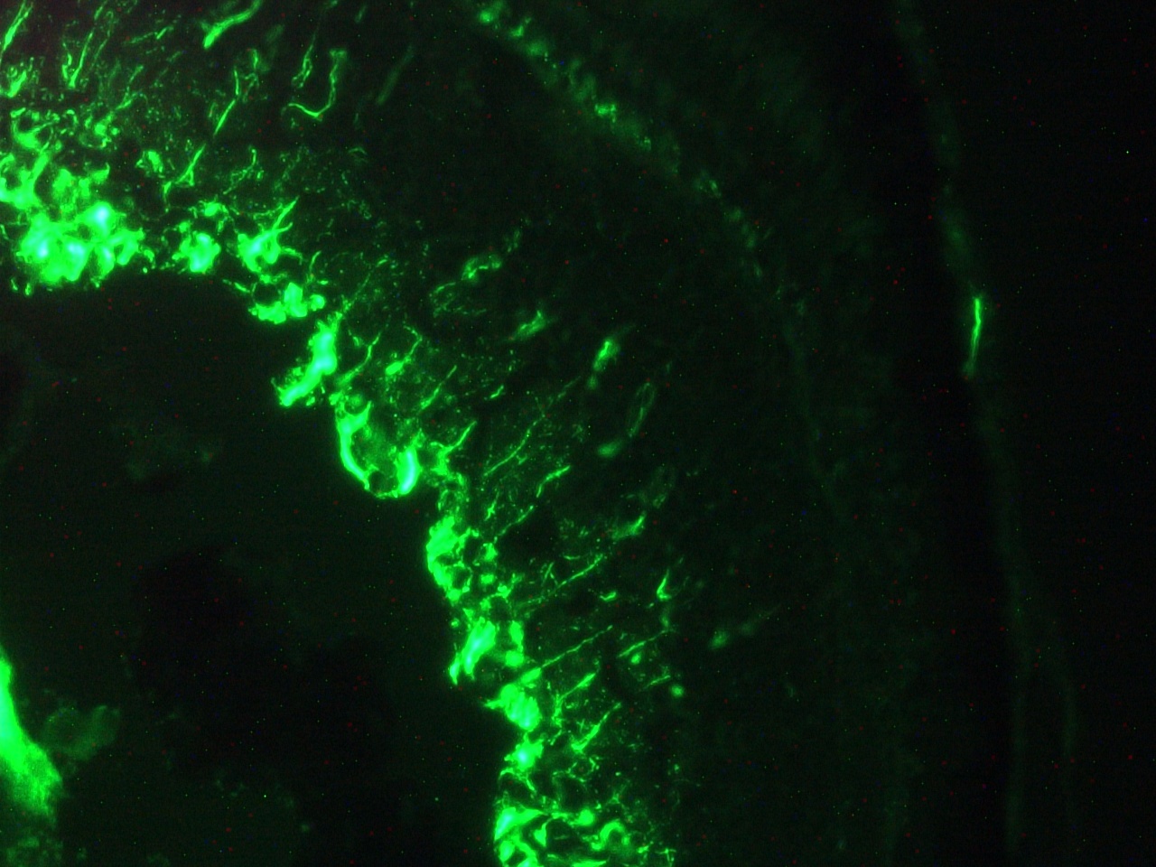 Figure 7. Immunohistochemistry on frozen section of zebra fish embryo