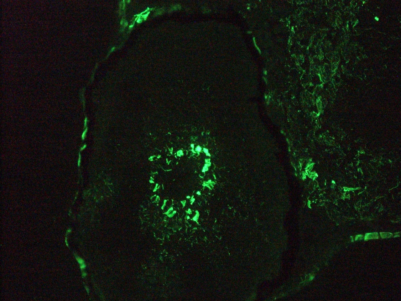 Figure 8. Immunohistochemistry on frozen section of zebra fish embryo