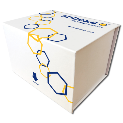 MTT Cell Proliferation and Cytotoxicity Assay Kit