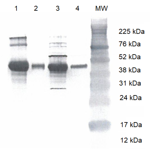 WB analysis of (1) 5.0 µg reference standard, (2) 0.5 µg reference standard, (3) 5.0 µg abx069848, and (4) 0.5 µg abx069848.