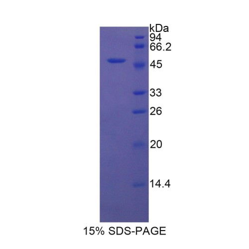 SDS-PAGE analysis of Rat Protease, Serine 8 Protein.