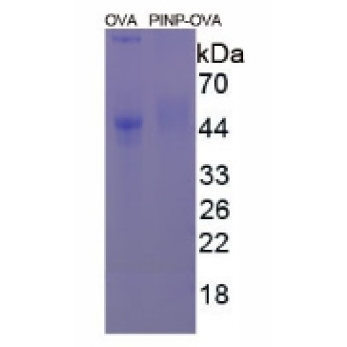 SDS-PAGE analysis of Procollagen I N-Terminal Propeptide (OVA).