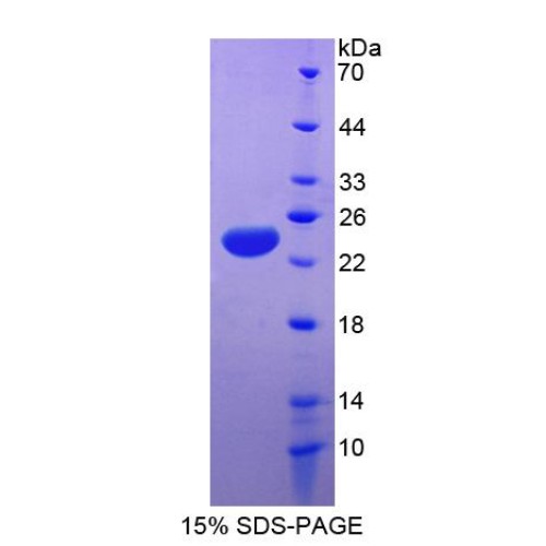 SDS-PAGE analysis of recombinant Dog Apolipoprotein E Protein.