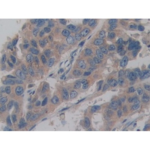 Amelogenin, X-Linked (AMELX) Antibody