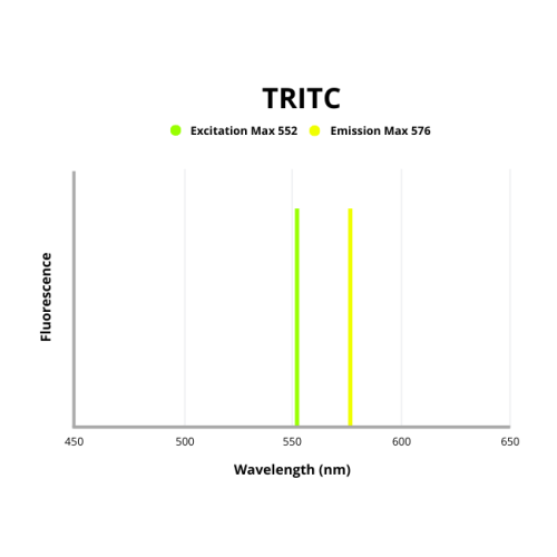 Fluorescence emission spectra of TRITC.