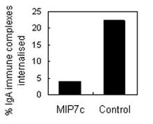 CD89 Antibody (Cat. No. 250124, clone MIP7c) is used at 4 ug/4x10e5 cells to block neutrophil phagoctosis of IgA immune complexes.