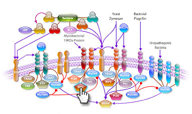 interactive-pathways