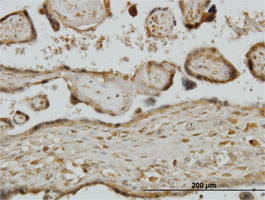 Immunohistochemistry (Formalin/PFA-fixed paraffin-embedded sections)