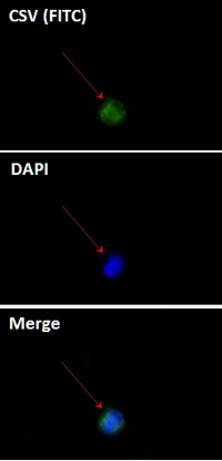 Immunofluorescence