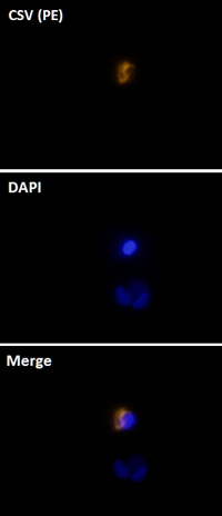 Immunofluorescence