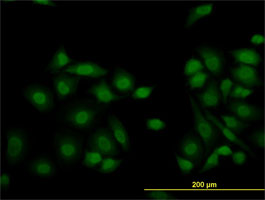 Immunofluorescence