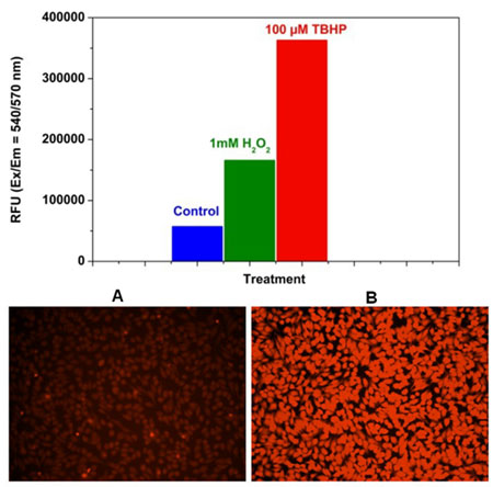 Detection of ROS in Hela cells.