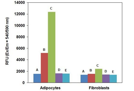 Measurement of 2DG uptake in differentiated 3T3-L1 adipocytes and 3T3-L1 fibroblasts.