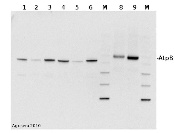 western blot detection of AtpB in animal and plant tissue