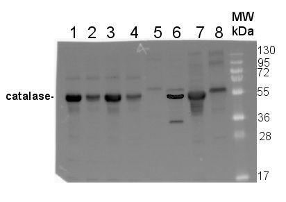 western blot using anti plant catalase antibody