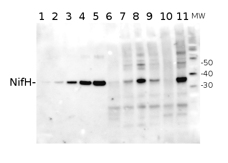 western blot using anti-NifH hen antibody