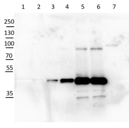 Western blot using anti-cFBPase antibodies