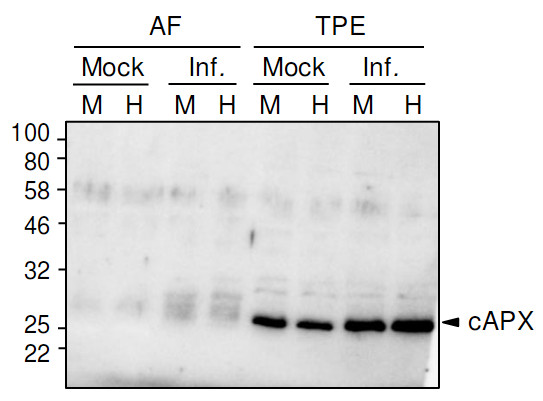 Western blot using anti-cAPX antibodies on tomato samples