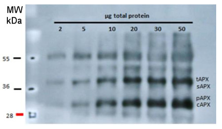 Western blot using anti-APX antibodies