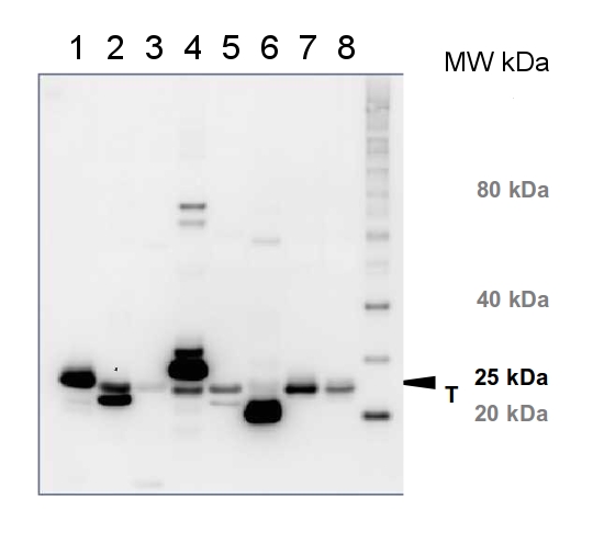 western blot using anti-Lhcb1 antibody