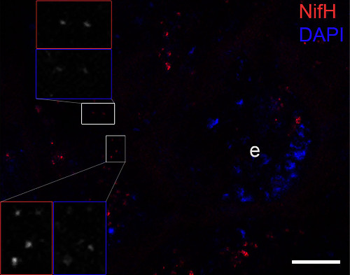 immunolocalization using anti-NifH antibodies