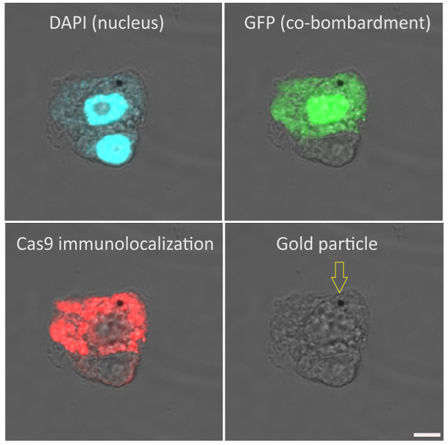 Immunolocalization using Agrisera anti-Cas9 polyclonal antibodies