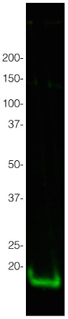 western blot using anti-H3 antibodies on tomato samples