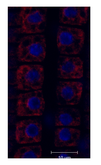 immunolocalization of BiP protein in plant tissue using DyLight550 secondary antibody