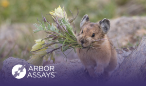 American Pika with flowers in its mouth. A purple gradient is overlaid on top with the Arbor Assays logo in the lower left corner.