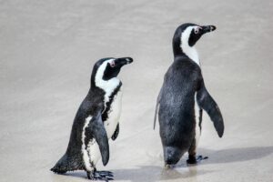 Two African penguins walk close together on a beach.