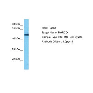 Human HCT116 Whole Cell