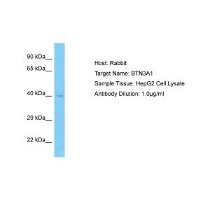 Human HepG2 Whole Cell