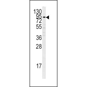 K562 cell