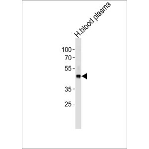 human blood plasma cell