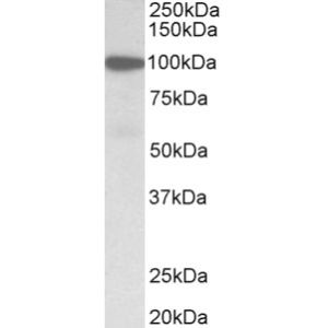 Human Duodenum