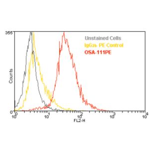 Jurkat cells