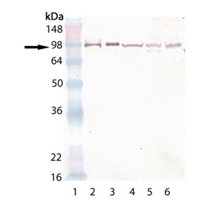 HSP90 alpha, HSP90 beta, HeLa, 3T3,PC-12