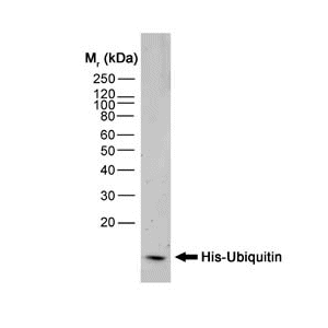 His-Ubiquitin recombinant protein