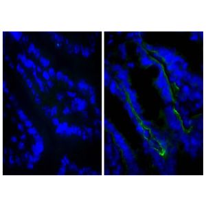 Frozen BALB/c mouse intestine tissue