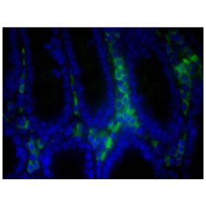 Paraffin embedded BALB/c mouse colon tissue section